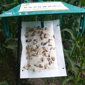 Feromona Sexual para Spodoptera Frugiperda, Atrayente FAW, Control de Gusano de las Hojas del Maíz, Cebo para Gusano del Ejército de Otoño - Product Image 1