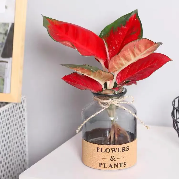 Aglaonema-maceta de bonsái para plantas de interior, aglonema de hoja roja, para el hogar