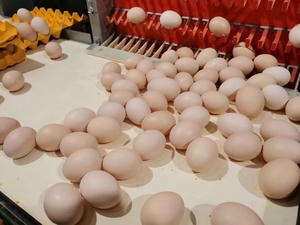 Premezcla Completa en Polvo para <span class=keywords><strong>Gallinas</strong></span> <span class=keywords><strong>Ponedoras</strong></span> al 5% para un Rendimiento Óptimo - Modelo 3351, Duración de Pico Extendida, Grado Alimenticio, 25 kg/saco - Product Image 6