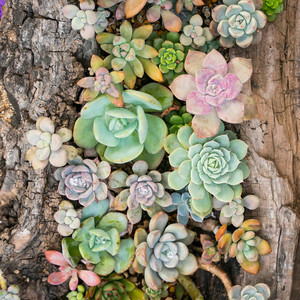Surtido de Echeveria al por Mayor, Plantas Suculentas en Maceta de 2 Pulgadas, Variedades para Decoración del Hogar, Cultivadas en Viveros de EE. UU. - Product Image 6