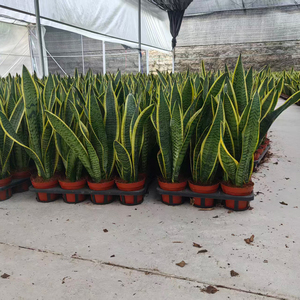 Plantas Ornamentales Modernas y Populares para Decoración de Interiores: Árbol Natural Vivo, Orquídea Tigre, Bonsái, Planta Serpiente (Sansevieria) al por Mayor - Product Image 4