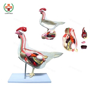 Modelo de anatomía de animales de vaca, perro, gato, <span class=keywords><strong>cerdo</strong></span>, caballo, ciencia médica - Product Image 5