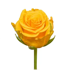 新鲜新肯尼亚鲜切花Sonrisa橙黄色纯玫瑰大头60厘米茎批发零售鲜切玫瑰