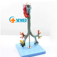 Modèle anatomique du larynx, de la trachée et du système bronchique humain, modèle anatomique du larynx, bronchoscopie, modèles pédagogiques pulmonaires pour la recherche