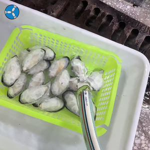 SANFENG SEAFOOD: Cozze Verdi Congelate con Mezza Conchiglia in Offerta a Prezzo All'Ingrosso - Product Image 1