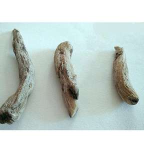 Racine de Musa Basjoo séchée au four, herbe rare naturelle, <span class=keywords><strong>rhizome</strong></span> de banane japonaise à vendre - Product Image 3