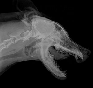 EUR Vet Chất lượng cao phẳng <span class=keywords><strong>Detector</strong></span> cho <span class=keywords><strong>X</strong></span>-<span class=keywords><strong>Ray</strong></span> thú y thiết bị kỹ thuật số <span class=keywords><strong>x</strong></span> <span class=keywords><strong>Ray</strong></span> phẳng <span class=keywords><strong>Detector</strong></span> - Product Image 3