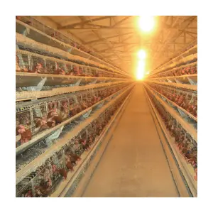 Kandang Peternakan Unggas, Kandang Ayam Betina, Peralatan Kandang Monyet Lapisan Telur Otomatis untuk Penjualan Lapisan Baterai Kandang Ayam
