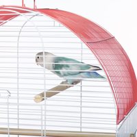 Cage à oiseaux en métal à dôme avec plusieurs perchoirs en bois, côtés transparents, mangeoires et plateau extractible pour agapornis, perruches et canaris