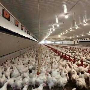 معدات عالية الجودة لمزرعة دواجن آلية لتربية الدجاج اللاحم، بناء قن دواجن جاهز - Product Image 6