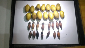 Grand noyau de fruit automatique commercial de feuille d'emblic de <span class=keywords><strong>cerise</strong></span> enlevant l'équipement de coupe d'anneau de piqûre de pruneau - Product Image 6