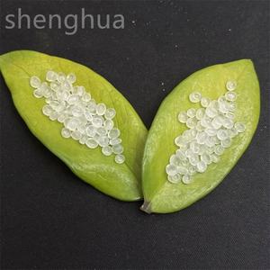 Grade du fabricant PP T30S/PPH T03 vierge PP homopolymère granules de plastique d'injection copolymère PP de haute qualité - Product Image 4