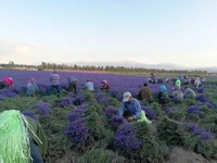 100% alami Harga terbaik Cina organik kering Massal bunga Lavender