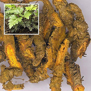 Extracto de Berberina en Polvo, Suplementos Dietéticos, 98% de Clorhidrato de Berberina en Polvo - Product Image 4