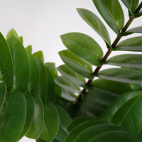 Plantes artificielles, décorations de bureau, rocaille, arbre à monnaie artificiel en plastique, 60 cm