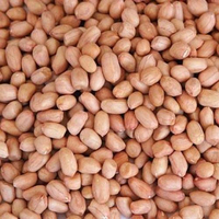 Cacahuètes brutes au goût naturel et texture croquante, qualité export, fournisseur en vrac de cacahuètes fraîches pour la transformation alimentaire