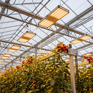 Lámpara LED de Cultivo de Espectro Completo de 800W 900W, Reemplazo de <span class=keywords><strong>HPS</strong></span> 1:1, para Uso en Invernaderos Interiores, Lámpara LED de Cultivo de Primera Calidad - Product Image 6