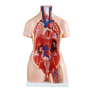 XC-204 unisex 85cm y tế cơ thể con người thân Mô hình giải phẫu đồ chơi 23 bộ phận cho giảng dạy - Product Image 5