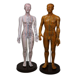 Modelo <span class=keywords><strong>de</strong></span> <span class=keywords><strong>acupuntura</strong></span> femenina Escuela <span class=keywords><strong>de</strong></span> Medicina modelo <span class=keywords><strong>de</strong></span> puntos <span class=keywords><strong>de</strong></span> <span class=keywords><strong>acupuntura</strong></span> humana para enseñanza <span class=keywords><strong>de</strong></span> Medicina China - Product Image 6