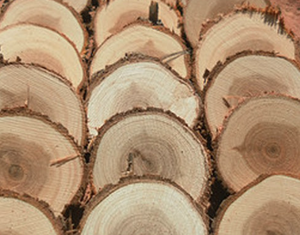 Tranches de bois / Tranches de biscuits (Décoratives) - Product Image 5