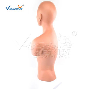 Modèle anatomique de section médiane humaine, modèle médical humain, modèle anatomique pédagogique - Product Image 5