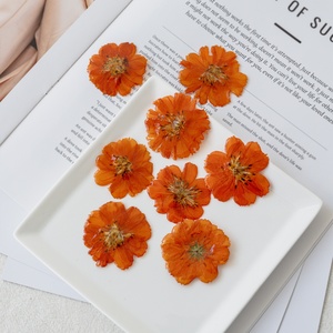 Venta de Material para Colgante DIY de Crisantemo Rizado, Cabeza de Flor de Resina Real, Accesorios Hechos a Mano Estilo Bosque de Hadas <span class=keywords><strong>Cosmos</strong></span> - Product Image 4