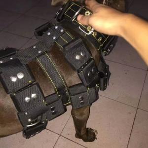 ピットブル用TOPBUDDY加重トレーニングドッグハーネス - Product Image 4