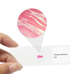Menschlicher Magen Sec. Folie Medizinisches Labor Biologie Bildungs rutsche Human Histological Microscope Prepared Slide - Product Image 2