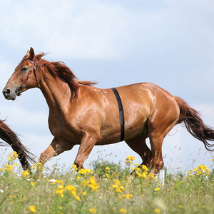 Dây Đeo Nhịp Tim Logo Tùy Chỉnh Dây Đeo Nhịp Tim Ngựa Có Thể Điều Chỉnh Hoạt Động Với Màn Hình Nhân Sự Phổ Biến - Product Image 2