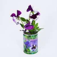Haricots magiques pour enfants, nouveauté, cadeaux de jardinage à domicile pour la plantation sur balcon, jouet de Noël festif, en boîte métallique, Tongqu fait main