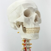 Modèle de crâne médical anatomie humaine tête de crâne modèle de corps Life sze modèle de crâne humain avec 7 os de colonne cervicale