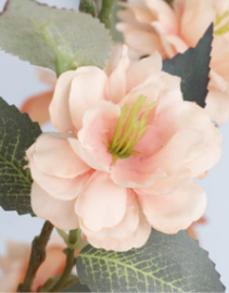 แชมเปญอ่อน