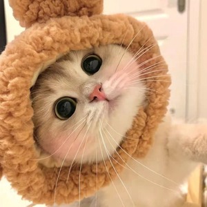 Lindo Gorro Personalizado con Forma de Animal para Mascotas, para Gatos y Perros Pequeños, Material de Poliéster, 4-13 Libras - Product Image 4