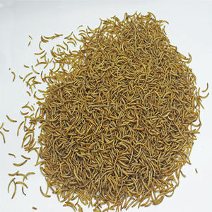 Commercio all'ingrosso di alta qualità ad alto contenuto proteico fresco alla rinfusa liofilizzato vermi della farina per la vendita, cibo per animali domestici - Product Image 4