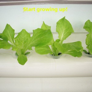 Soporte de Flores 3D, Cultivo Hidropónico de Vegetales, <span class=keywords><strong>Tipo</strong></span> de Piso, Ecológico, para Jardín en Casa, Balcón, Cultivo Vertical sin Tierra con Tubos - Product Image 3