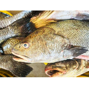 Pescado Croaker Marrón Congelado IQF, Eviscerado, Empaque Personalizado OEM, Suministro a Granel <span class=keywords><strong>de</strong></span> Croaker Amarillo - Product Image 5