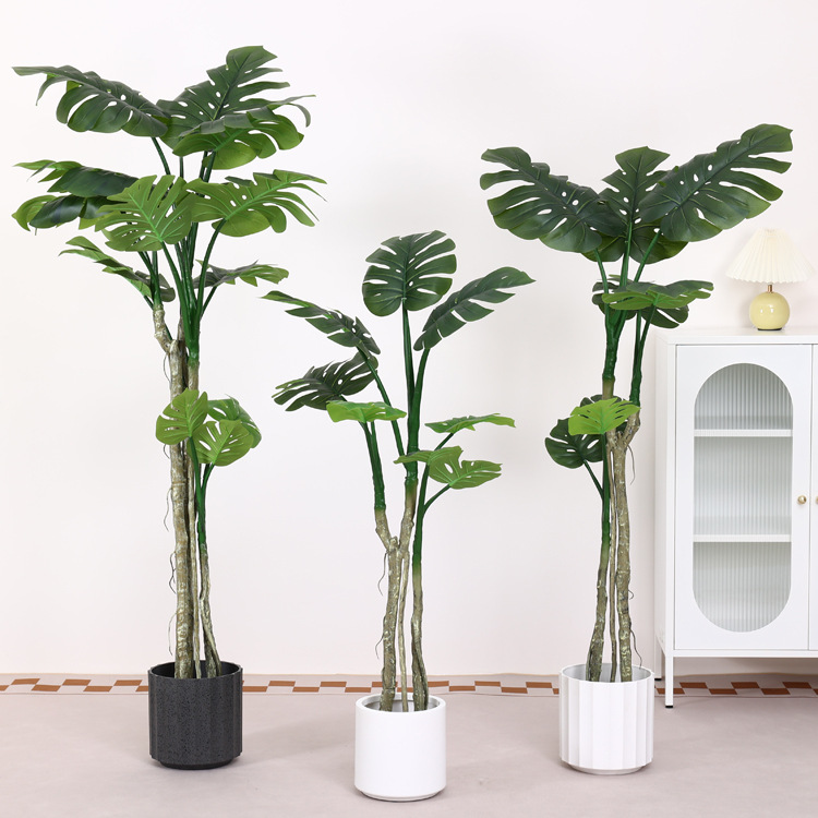 Base Monstera-noire