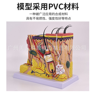 Modèle anatomique de la structure de la peau humaine, couches de tissus agrandies, démonstration de la structure cutanée et enseignement de la beauté. - Product Image 3