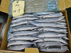 Saury du Pacifique congelé BQF, boîte de 10 kg/emballage en vrac, sans additifs, <span class=keywords><strong>poisson</strong></span> de pêche en <span class=keywords><strong>mer</strong></span>, qualité certifiée ISO HACCP HALAL pour les sushis - Product Image 5