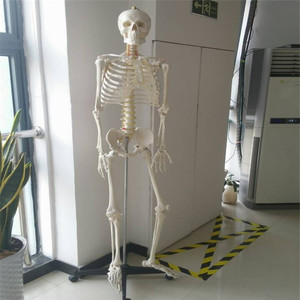La ciencia médica vida tamaño 180 cm humanos lifesize <span class=keywords><strong>esqueleto</strong></span> modelo anatómico - Product Image 1