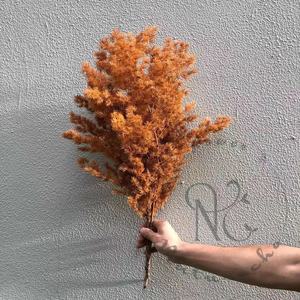 <span class=keywords><strong>Helechos</strong></span> de Ming al por Mayor, <span class=keywords><strong>Helechos</strong></span> Secos y Preservados de Myrioeladus para Bodas, Año Nuevo Chino, Ramos de Navidad, Decoración del Hogar - Product Image 4