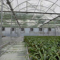Serre Agricole Tunnel JP Multi-Travée Économique en Film Plastique pour Fraises Tomates, Protection Agricole