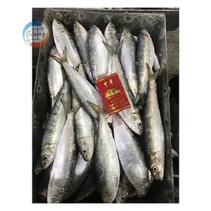 Sardina de Frozen, nuevo Stock, precio competitivo