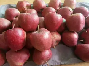 Yantai Fresh Fruits Red Delicious Fuji Apples