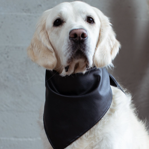 Venta caliente cuero perro Bandana impermeable mascota Bandana Collar portátil perro bufanda Bandana - Product Image 5