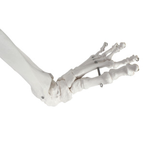 Modelo de articulación de cadera y <span class=keywords><strong>esqueleto</strong></span> de miembro <span class=keywords><strong>inferior</strong></span> <span class=keywords><strong>humano</strong></span> de tamaño real para enseñanza médica - Product Image 4