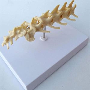Modelo de vértebras lumbares para perros KyrenMed, modelo de columna vertebral canina de 5 piezas, modelo de columna vertebral de perro para enseñanza de mascotas veterinarias - Product Image 6