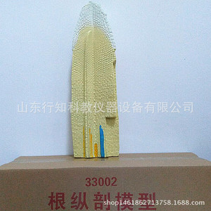 Root longitudinal section model 33002 Biological teaching model Teaching model manufacturer <b>Physical</b> chemistry Geography model - Product Image 2