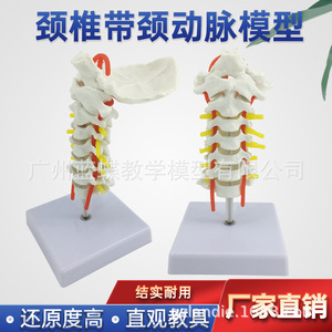 Modelo de enseñanza del sistema nervioso y esquelético: columna cervical humana con arteria carótida, hueso occipital, disco intervertebral, ligamentos y nervios. - Product Image 5