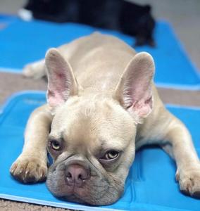 Ungiftiges Gel-Hunde kühl kissen Extra groß druck aktivierte Haustier kühl matte Tierhandlung Hunde kühl matte - Product Image 6